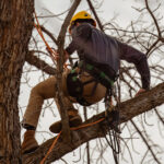 Unique Designers and Landscapers Tree and Shrub Care