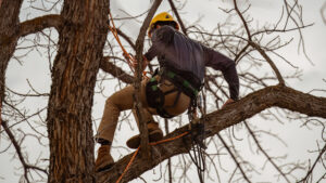 Unique Designers and Landscapers Tree and Shrub Care