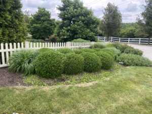 Unique Designers and Landscapers Tree and Shrub Care