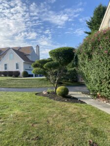 Unique Designers and Landscapers Tree and Shrub Care