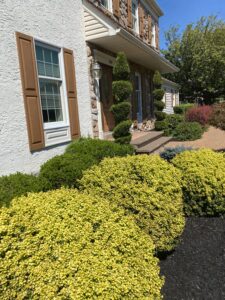Unique Designers and Landscapers Tree and Shrub Care