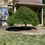 Unique Designers and Landscapers Tree and Shrub Care